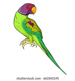 Indian ringed parrot ozherelovy parrot Vector illustration