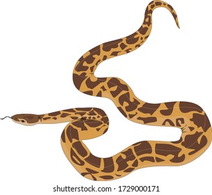 Indian rock python called "Ajgar" in Hindi. 