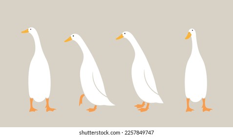 Indian runner ducks logo. Isolated indian runner ducks on white background. Bird svg