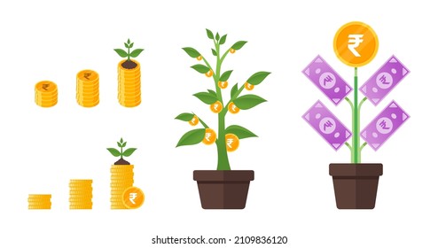 Indian Rupee Money Tree Growing