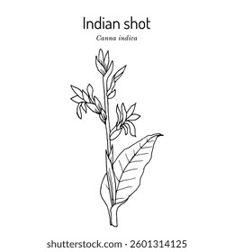 Indian shot, or African arrowroot, (Canna indica), edible and ornamental plant. Hand drawn botanical vector illustration