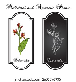 Indian shot, or African arrowroot, (Canna indica), edible and ornamental plant. Hand drawn botanical vector illustration