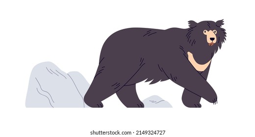 Indian sloth bear going on all fours. Melursus ursinus, Asian wild bicolor furry animal. Nepal wildlife, endangered species. Flat vector illustration isolated on white background