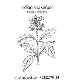 Indischer Schlangenfisch, Teufelskrebs oder Serpentinholz (Rauvolfia serpentina), Heilpflanze. handgezeichnete botanische Vektorgrafik