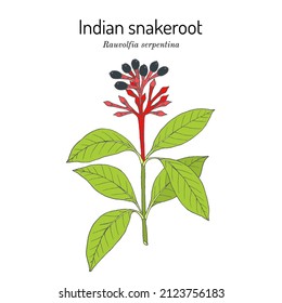 Indian snakeroot, devil pepper, or serpentine wood (Rauvolfia serpentina), medicinal plant. Hand drawn botanical vector illustration