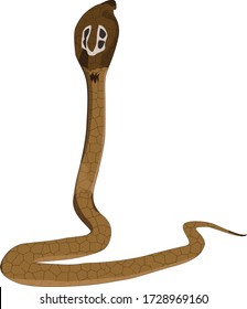 Indian Spectacled Cobra, (Naja naja)