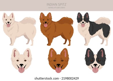 Indian spitz clipart. Different poses, coat colors set.  Vector illustration