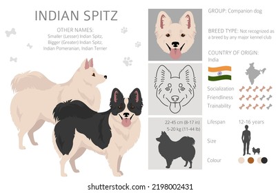 Indian spitz clipart. Different poses, coat colors set.  Vector illustration