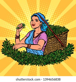 Indian Or Sri Lanka Tea Picker. Traditional Harvest. Woman In National Dress. Pop Art Retro Vector Illustration Kitsch Vintage