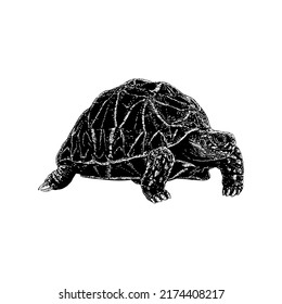 Indian Star Tortoise hand drawing vector illustration isolated on white background