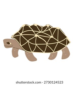 Indian star tortoise isolated on white background. Cartoon vector turtle illustration. Geochelone elegans in children style.