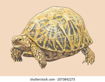 Indian star turtle drawing, beautiful, art.illustration, vector