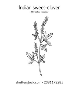 Indian sweet-clover (Melilotus indicus), edible and medicinal plant. Hand drawn botanical vector illustration