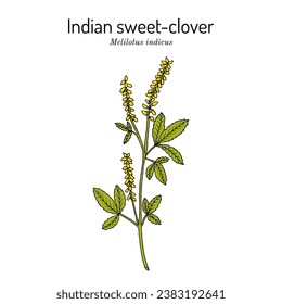 Indian sweet-clover (Melilotus indicus), edible and medicinal plant. Hand drawn botanical vector illustration