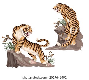 Indian tigers isolated on black background