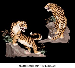 Indian tigers isolated on black background