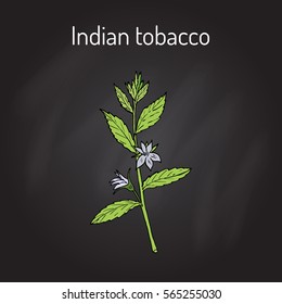 Indian Tobacco (Lobelia inflata), or Asthma weed, pukeweed, gagroot, medicinal herb. Hand drawn botanical vector illustration