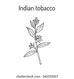 Indian Tobacco (Lobelia inflata), or Asthma weed, pukeweed, gagroot, medicinal herb. Hand drawn botanical vector illustration