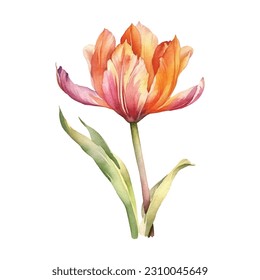 Indian Tulip Flower Watercolor isolated on white background.