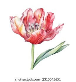 Indian Tulip Flower Watercolor isolated on white background.