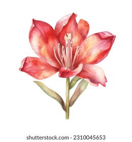 Indian Tulip Flower Watercolor isolated on white background.