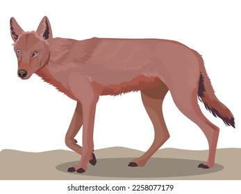 Indischer Wolf, Tiere, Vektorgrafik