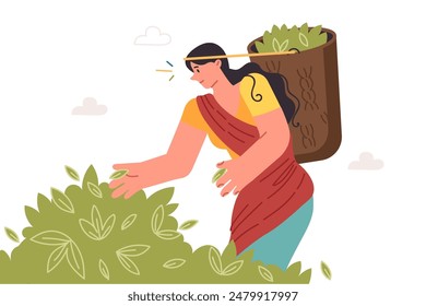 Indian woman collects tea leaves in basket working on highland plantation in asian region. Young girl farmer in traditional clothes grows organic tea, labor in agricultural industry. 