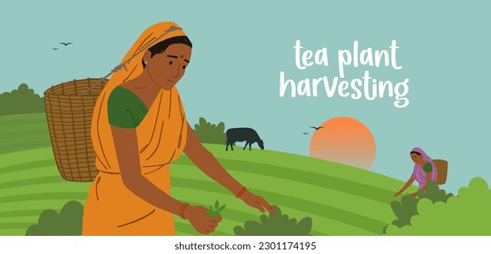 Indian woman worker is picking tea leaves on the plantation. Tea planting in Asia. Natural farming, village. hand-drawn vector illustration banner design for social media post