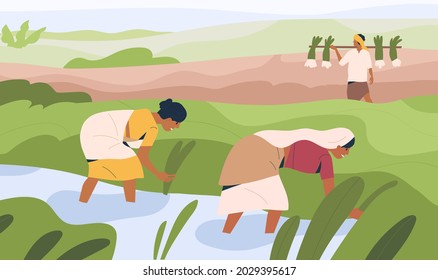 Indian women farmers working on rice field, standing in water. Agriculture workers on farm land. People work on plantation in India. Organic farming and farmland. Colored flat vector illustration