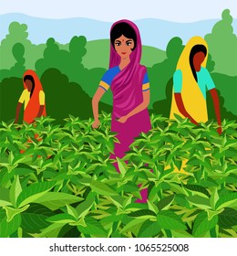 Indian women tea pickers