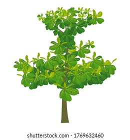 Indian-almond tree Evergreen Madagascar almond Jackfruit, land scape, leaf, vector illustration
