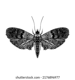 Indianmeal Moth hand drawing vector illustration isolated on white background