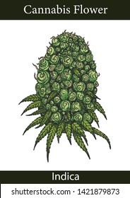 Indica cannabis by hand drawing.Cannabis flower vector graphics design art highly detailed in line art style.