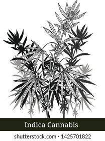 Indica cannabis by hand drawing.Cannabis tree vector graphics design art highly detailed in line art style.