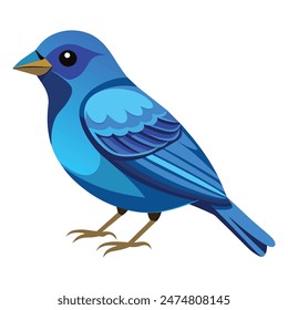 indigo bunting  isolated on white background
