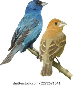 Indigo Bunting (Passerina cyanea) Male and Female Bird Isolated
