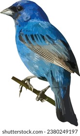 Indigo Bunting (Passerina cyanea) North American Songbird Isolated