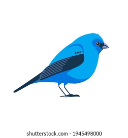 Indigo bunting is a small seed-eating bird in the cardinal family, Cardinalidae. ​Blue Bird Cartoon flat style beautiful character of ornithology, vector illustration isolated on white.