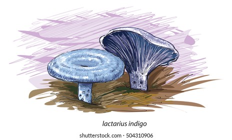 Lactarius indigo psychedelic