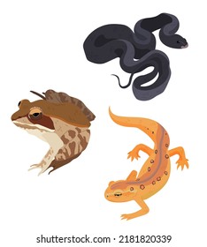 Indigo Snake, Frog, And Newt Salamander Vector Illustrations Isolated.