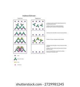 Indirect EIA (ELISA) test diagram illustrating antibody detection, enzyme-linked secondary antibodies, colorimetric signal, and quantitative immune response diagram