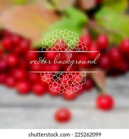 indistinct background with berries of viburnum 