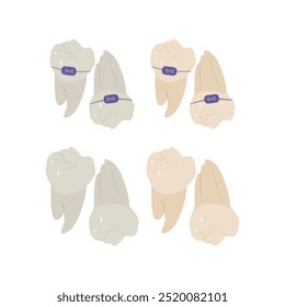 Anatomia de Dentes Individuais: Raízes e Chaves