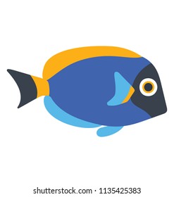 
indo pacific surgeonfish is blue tang fish
