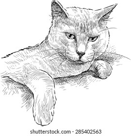 indolent cat
