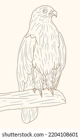 Indonesian Animal - Elang Bondol - Line Art