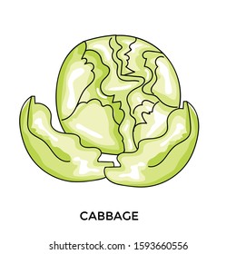 Indonesian cabbage vector illustration, isolated on white background. Vegetables vector illustration