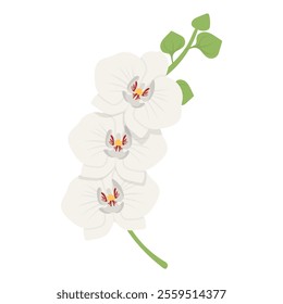 Indonesian Flora And Fauna Vector Illustration - Moon Orchid Flower