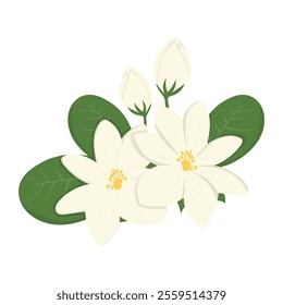 Indonesian Flora And Fauna Vector Illustration - Jasmine Flower