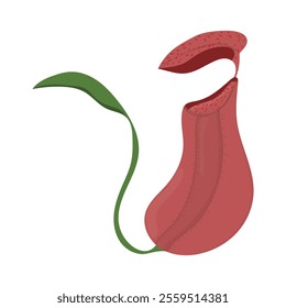 Indonesian Flora And Fauna Vector Illustration - Pitcher Plant Flower